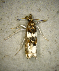 Prionapteryx nebulifera