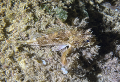 Scorpaena porcus