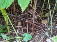 Scleroderma areolatum