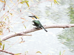 Chloroceryle americana