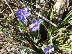 Aristea pusilla