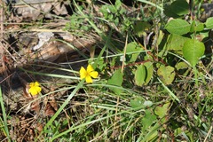 Helianthemum