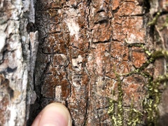 Trentepohlia aurea