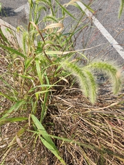 Setaria faberi