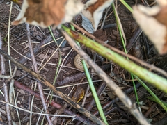 Scleroderma areolatum