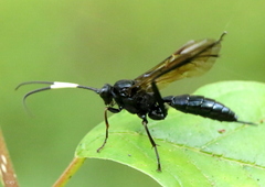 Coelichneumon