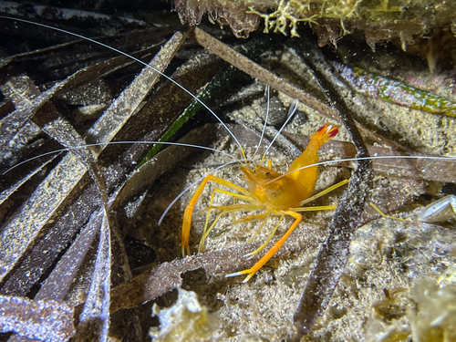Photo of Mediterranean cleaner shrimp (Stenopus spinosus)