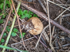 Scleroderma areolatum