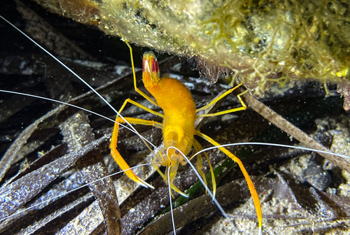 Photo of Mediterranean cleaner shrimp (Stenopus spinosus)