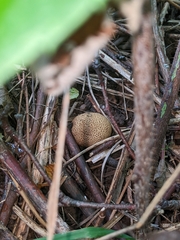 Scleroderma areolatum