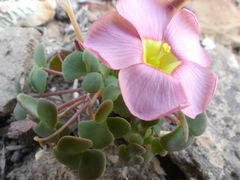 Oxalis convexula