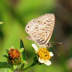 Leptotes pirithous
