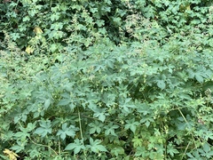 Humulus scandens