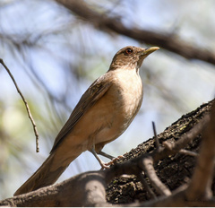 Turdus grayi