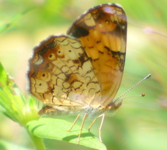 Phyciodes tharos