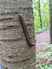 Narceus americanus