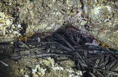 Stenopus spinosus