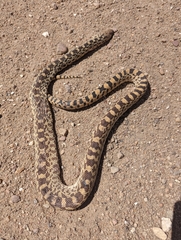 Pituophis catenifer