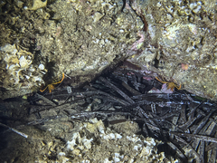 Stenopus spinosus