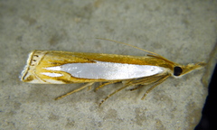 Crambus watsonellus