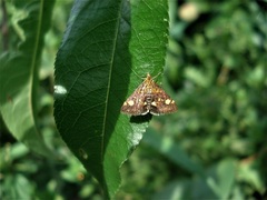 Pyrausta aurata