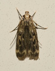 Martyringa latipennis