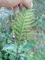 Pteris semipinnata