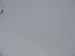 Hirundo rustica