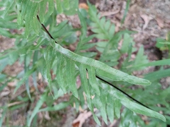 Pteris semipinnata