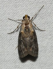 Pococera expandens