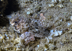 Scorpaena porcus