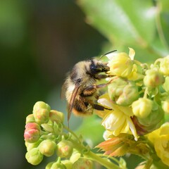 Bombus vancouverensis