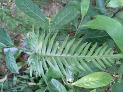 Pteris semipinnata