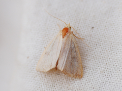 Rivula sericealis