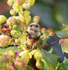 Bombus vancouverensis