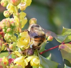 Bombus vancouverensis