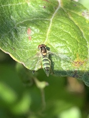 Sphaerophoria contigua