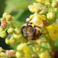 Bombus vancouverensis