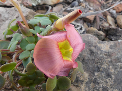Oxalis convexula
