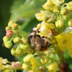 Bombus vancouverensis
