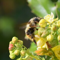Bombus vancouverensis