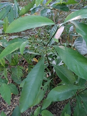 Psychotria asiatica