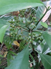 Psychotria asiatica