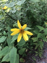 Helianthus strumosus