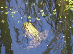 Pelophylax lessonae