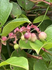 Gaultheria shallon