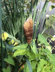 Typha latifolia