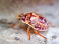 Podisus placidus
