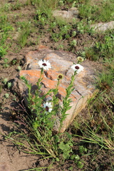 Callilepis laureola