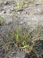 Digitaria ischaemum